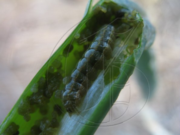 Beet Army Worms