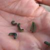 Beet Army Worms