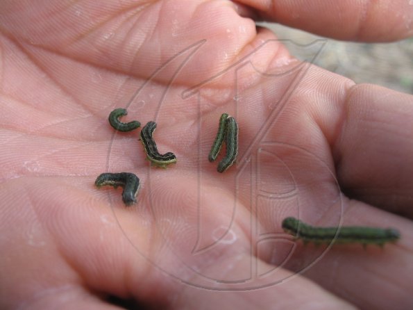 Beet Army Worms