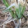 Beet Army Worms