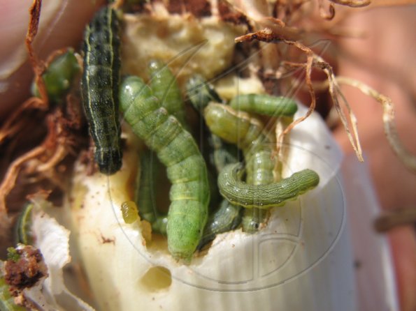 Beet Army Worms