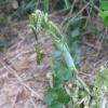 Beet Army Worms