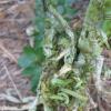Beet Army Worm in St Elizabeth