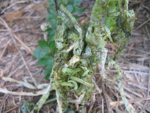 Beet Army Worms