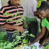 Rudolph Brown/Chief Photographer
Sophia Lowe, (right) Health, Safety and Environment Technician of Caribbean Cement Company show David McDonald, (left) the different trees at the environmental week plant show at the company on Friday, June 5-2009
