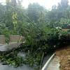 Tree fallen