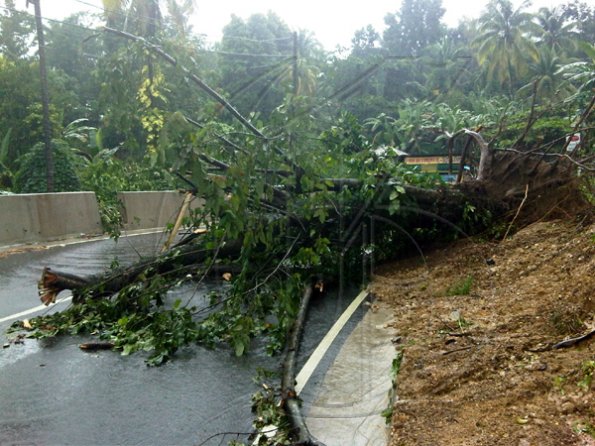 Tree fallen
