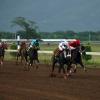 Colin Hamilton/Freelance Photographer
Horseracing at Caymanas Park on Saturday May 8, 2010.
