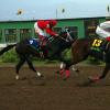 Colin Hamilton/Freelance Photographer
Horseracing at Caymanas Park on Saturday May 8, 2010.