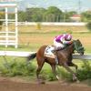 Colin Hamilton/Freelance Photographer
Horseracing at Caymanas Park on Saturday May 8, 2010.