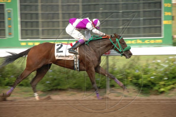 Colin Hamilton/Freelance Photographer
Horseracing at Caymanas Park on Saturday May 8, 2010.
