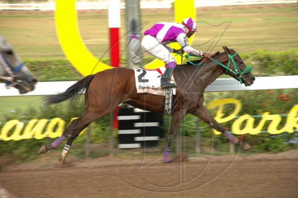 Colin Hamilton/Freelance Photographer
Horseracing at Caymanas Park on Saturday May 8, 2010.