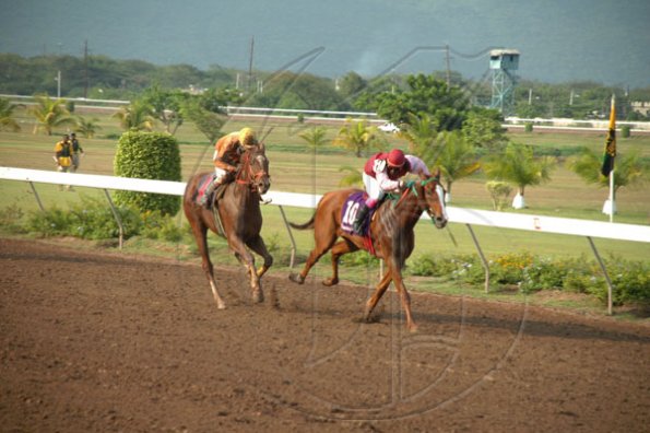 Colin Hamilton/Freelance Photographer
Horseracing at Caymanas Park on Saturday May 8, 2010.