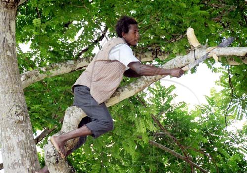 Ricardo Makyn/Staff Photographer
A volunteer cuts branches as part of Labour Day work in Bog Walk, St Catherine, on Monday. 


 25.5.2009.