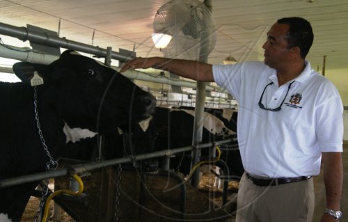 JIS PHOTO


Minister of Agriculture and Fisheries, Hon. Dr. Christopher Tufton checking out some of the largest producing milk cows on the Gillette Dairy Farm in Ontario, Canada, during a tour, recently.