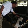 JIS PHOTOS

                                                                                          Minister of Agriculture and Fisheries, Hon. Dr. Christopher Tufton checking out some of the largest producing milk cows on the Gillette Dairy Farm in Ontario, Canada, during a tour, recently.