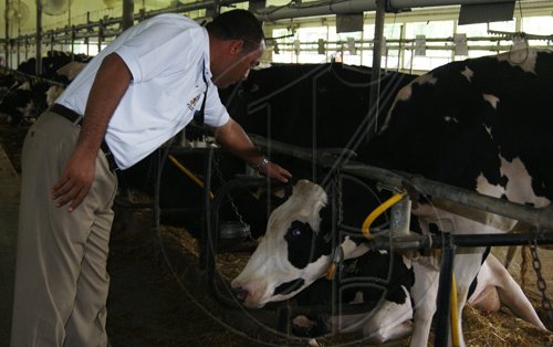 JIS PHOTOS

                                                                                          Minister of Agriculture and Fisheries, Hon. Dr. Christopher Tufton checking out some of the largest producing milk cows on the Gillette Dairy Farm in Ontario, Canada, during a tour, recently.