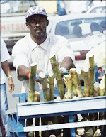 Hustle and bustle of the Linstead Market