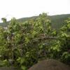 Hurricane-Dean-Aug-07-002